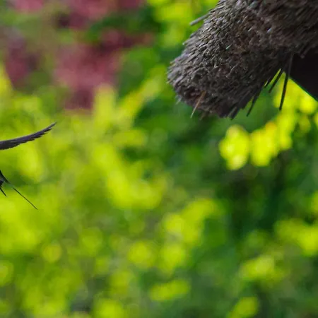 Am Bodden Krapp's - Boddenidyll * ヴィーク